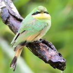 Little Bee-eater