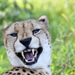 Cheetah in Kruger National Park