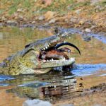 Crocodile wit impala prey, photographed on safari with Sable Flats Safaris