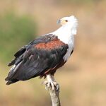 Fish Eagle