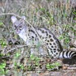 Large Spotted Genet, photographed on safari with Sable Flats Safaris