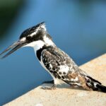 African Pied Kingfisher