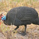 Crested Guinea Fowl