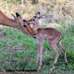 Impala, photographed on safari with Sable Flats Safaris