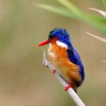 Malachite Kingfisher