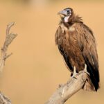 Hooded Vulture