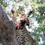 Leopard, photographed on safari with Sable Flats Safaris