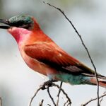 Southern Carmine Bee-eater
