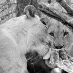 Lions, photographed on safari with Sable Flats Safaris