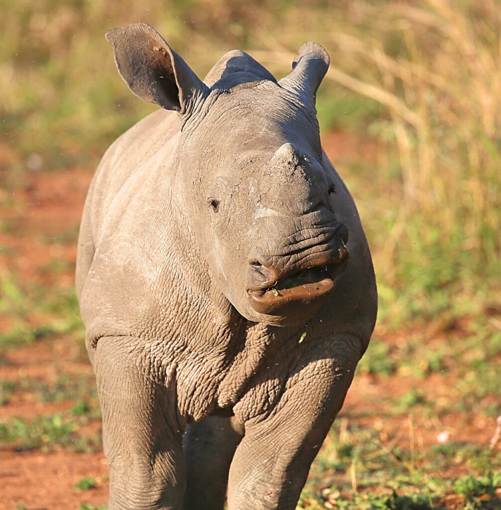 an Unforgettable Bush Experience in the Kruger National Park