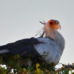 Secretary Bird