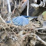 Green-backed Heron