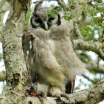 Verreaux's Eagle Owl