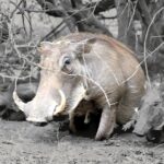 Warthog, photographed on safari with Sable Flats Safaris