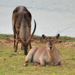 Water Buck, photographed on safari with Sable Flats Safaris