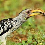 Southern Yellow-billed Hornbill