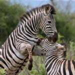 Zebra, photographed on safari with Sable Flats Safaris