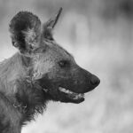 African Wild Dog photographed on safari with Sable Flats Safaris