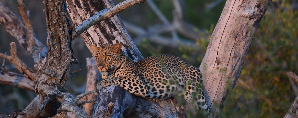 Book your Safari with Sable Flats Safaris and we will show you a Leopard in a tee