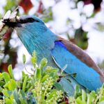 European Roller