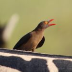 Red Billed Oxpecker