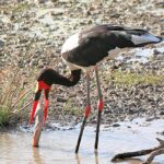 Saddle Billed Stork