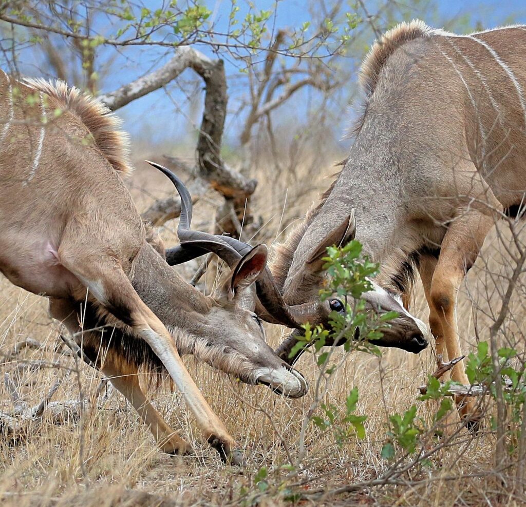 Kudu males sparring in the Kruger National Park