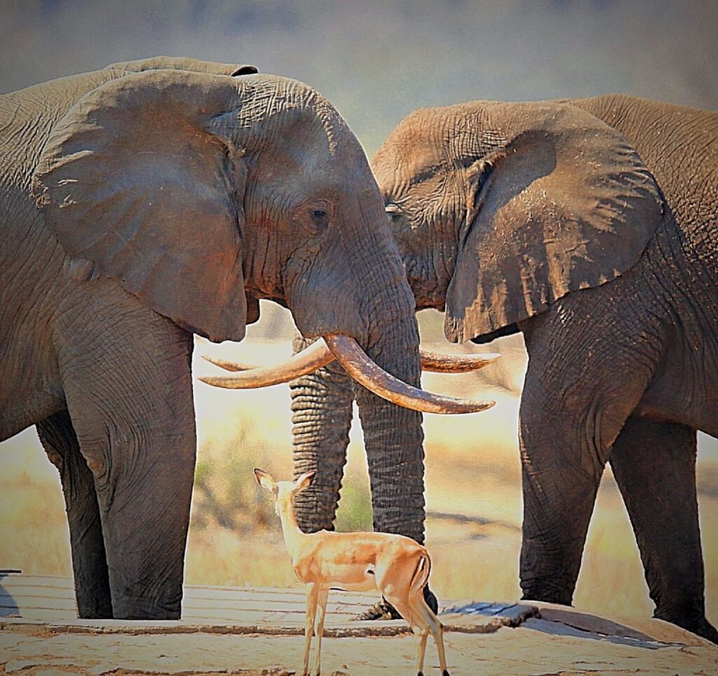 Perfect symmetry, photo by Sable flats Safaris